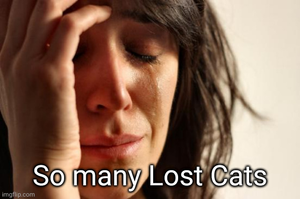 First World Problems Meme | So many Lost Cats | image tagged in memes,first world problems | made w/ Imgflip meme maker