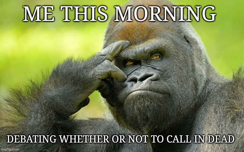 Gorilla | ME THIS MORNING; DEBATING WHETHER OR NOT TO CALL IN DEAD | image tagged in gorilla | made w/ Imgflip meme maker