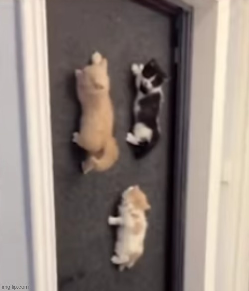 Finally! a place to hang my kittens! | image tagged in kittens,cats,door,hang in there | made w/ Imgflip meme maker