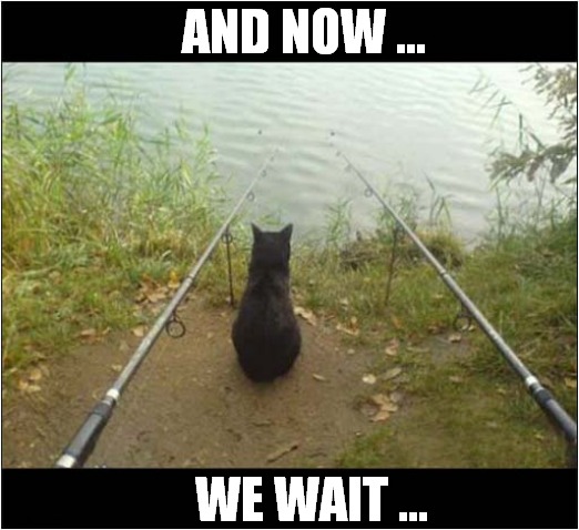 This Is Cat Fishing ! | AND NOW ... WE WAIT ... | image tagged in cats,fishing | made w/ Imgflip meme maker