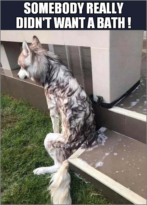 Husky Post Bath Sulk ! | SOMEBODY REALLY DIDN'T WANT A BATH ! | image tagged in dogs,husky,sulking,bath | made w/ Imgflip meme maker