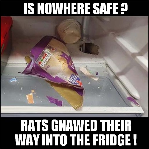 Resourceful Rodents ! | IS NOWHERE SAFE ? RATS GNAWED THEIR WAY INTO THE FRIDGE ! | image tagged in rats,fridge,stealing | made w/ Imgflip meme maker