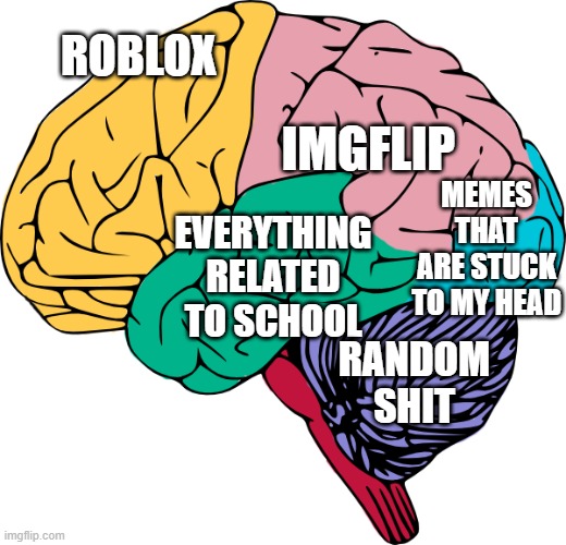 my brain | ROBLOX; IMGFLIP; MEMES THAT ARE STUCK TO MY HEAD; EVERYTHING RELATED TO SCHOOL; RANDOM SHIT | image tagged in brain sections,brain | made w/ Imgflip meme maker