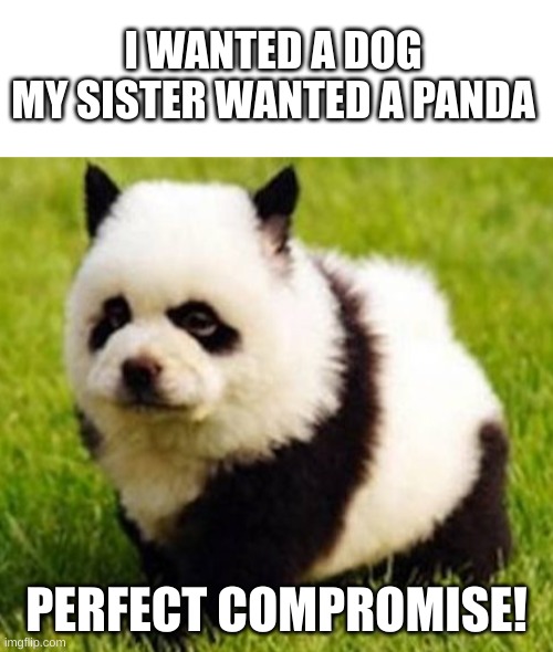 compromise peeps | I WANTED A DOG
MY SISTER WANTED A PANDA; PERFECT COMPROMISE! | image tagged in blank white template | made w/ Imgflip meme maker
