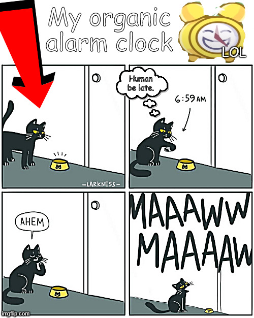 come on already! | My organic alarm clock; LOL; Human be late. | image tagged in memes,cats,kittens | made w/ Imgflip meme maker