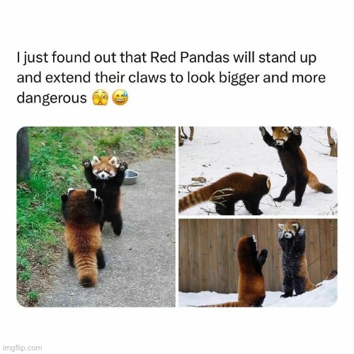 image tagged in cute,red panda | made w/ Imgflip meme maker