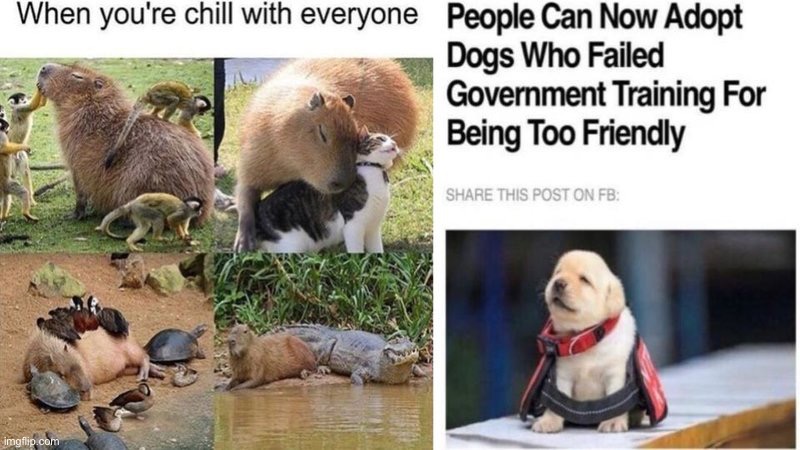 Awww <3 | image tagged in doge,cute,capybara | made w/ Imgflip meme maker