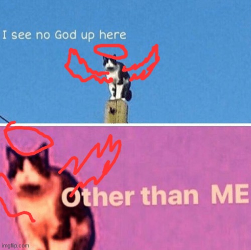 Hail pole cat | image tagged in hail pole cat | made w/ Imgflip meme maker