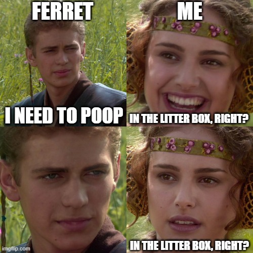 Anakin Padme 4 Panel | FERRET; ME; I NEED TO POOP; IN THE LITTER BOX, RIGHT? IN THE LITTER BOX, RIGHT? | image tagged in anakin padme 4 panel,ferrets | made w/ Imgflip meme maker