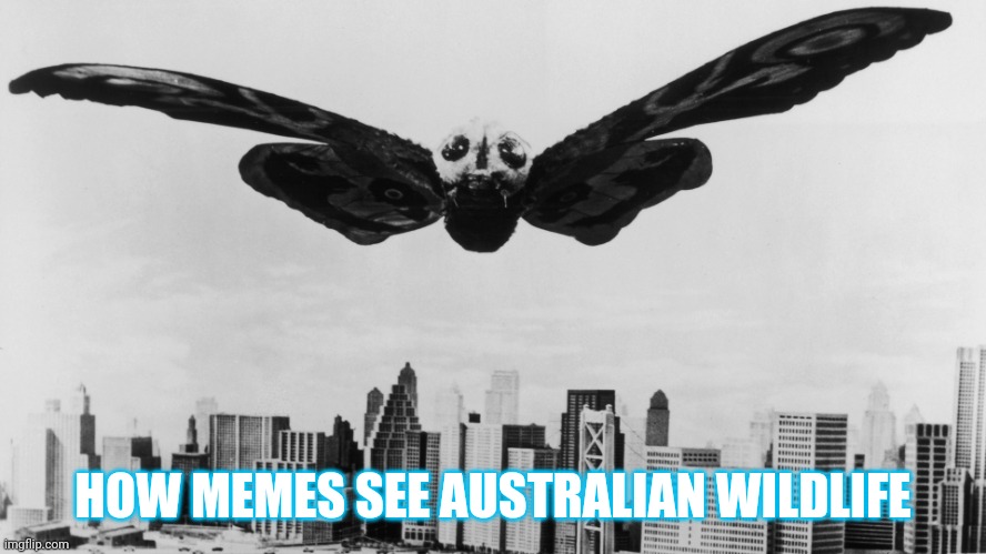 Mothra's day | HOW MEMES SEE AUSTRALIAN WILDLIFE | image tagged in mothra's day | made w/ Imgflip meme maker