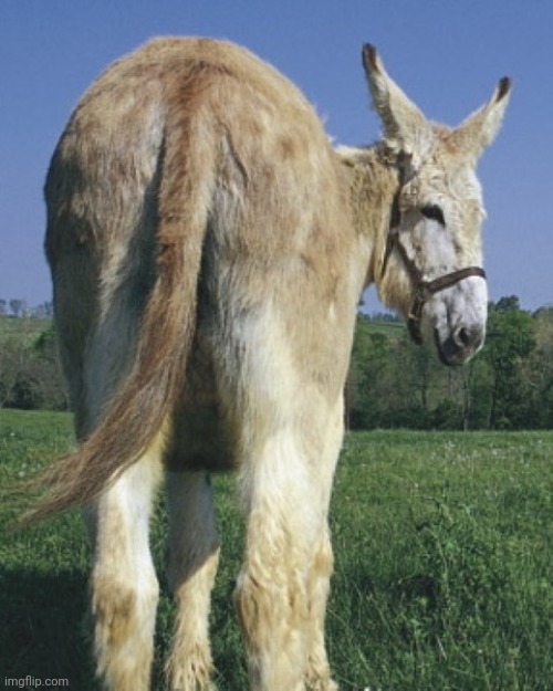 donkey ass | image tagged in donkey ass | made w/ Imgflip meme maker