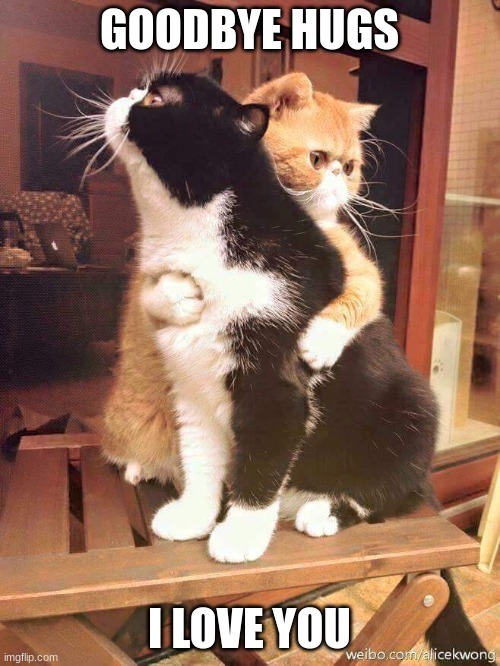 cats hugging | GOODBYE HUGS I LOVE YOU | image tagged in cats hugging | made w/ Imgflip meme maker