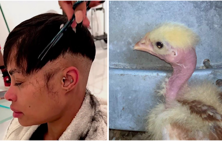 Cluck Blank Meme Template