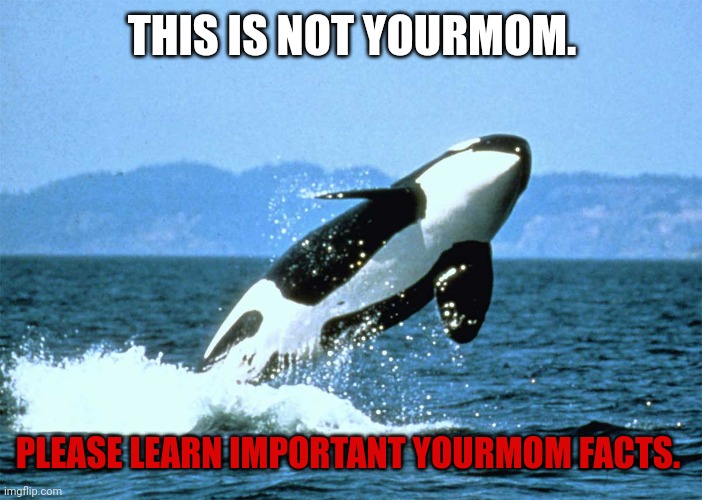 Important facts | THIS IS NOT YOURMOM. PLEASE LEARN IMPORTANT YOURMOM FACTS. | image tagged in harley exteriors bite of seattle orca whale watching ticket,whale | made w/ Imgflip meme maker