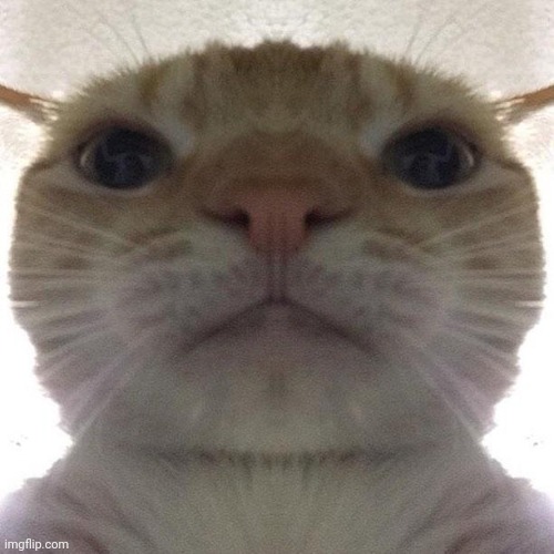 Staring Cat/Gusic | image tagged in staring cat/gusic | made w/ Imgflip meme maker