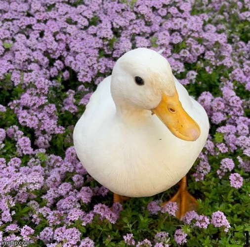 image tagged in ducks | made w/ Imgflip meme maker