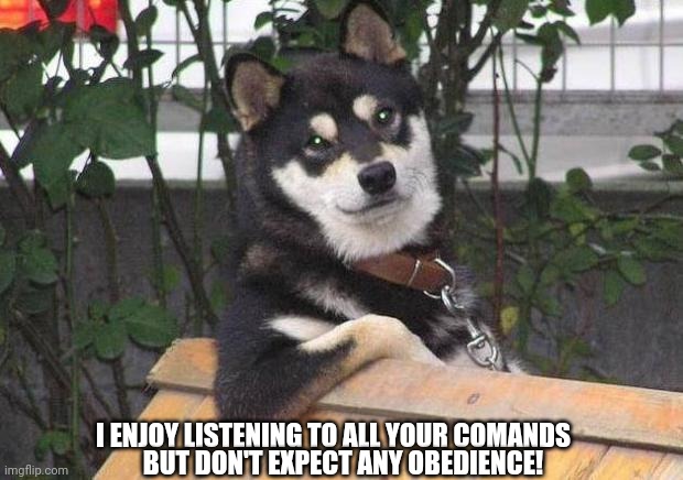 Cool dog | I ENJOY LISTENING TO ALL YOUR COMANDS; BUT DON'T EXPECT ANY OBEDIENCE! | image tagged in cool dog | made w/ Imgflip meme maker