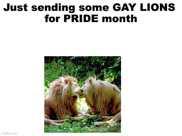 Get my pun | Just sending some GAY LIONS 
for PRIDE month | image tagged in puns,lion,lgbtq,gay | made w/ Imgflip meme maker