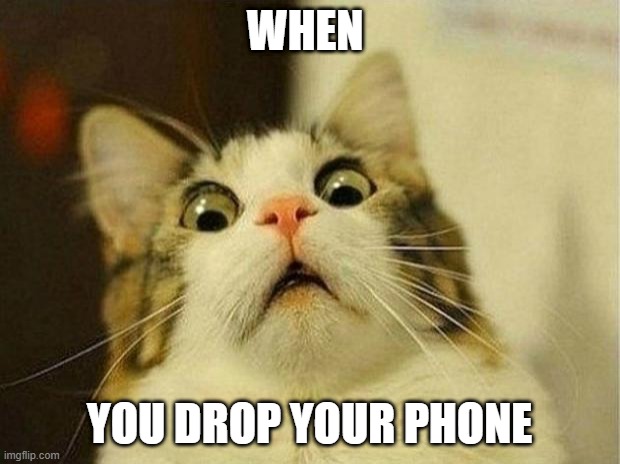 when | WHEN; YOU DROP YOUR PHONE | image tagged in memes,scared cat | made w/ Imgflip meme maker