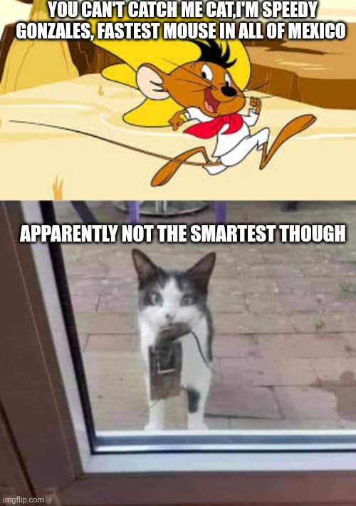 YOU CAN'T CATCH ME CAT,I'M SPEEDY GONZALES, FASTEST MOUSE IN ALL OF MEXICO; APPARENTLY NOT THE SMARTEST THOUGH | image tagged in speedy gonzales,cat caught mouse trap | made w/ Imgflip meme maker