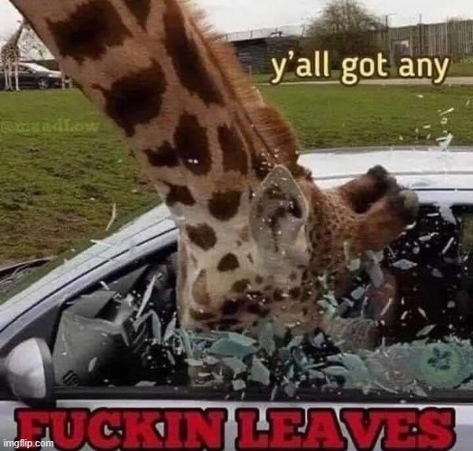 image tagged in giraffe | made w/ Imgflip meme maker
