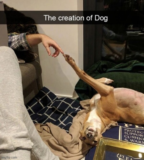 image tagged in dogs | made w/ Imgflip meme maker