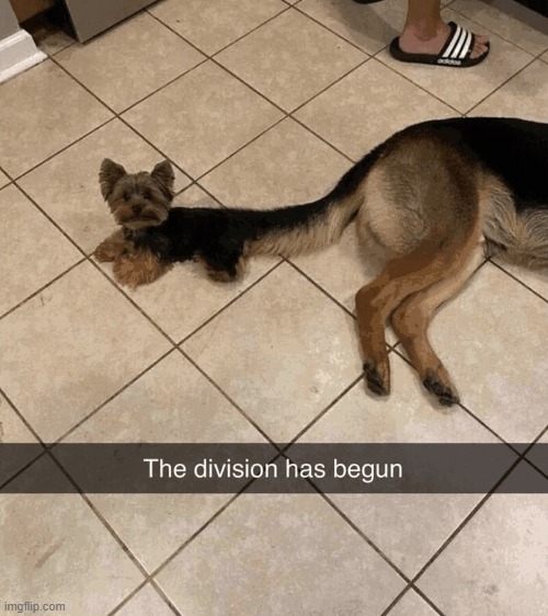 image tagged in dogs | made w/ Imgflip meme maker