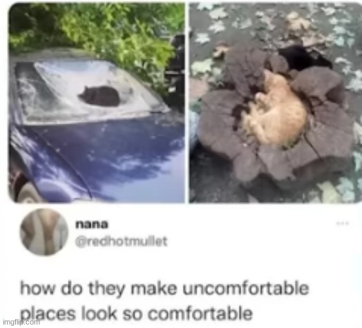 i want to sleep there now! | image tagged in sleep,uncomfortable,comfort,cats,cat | made w/ Imgflip meme maker