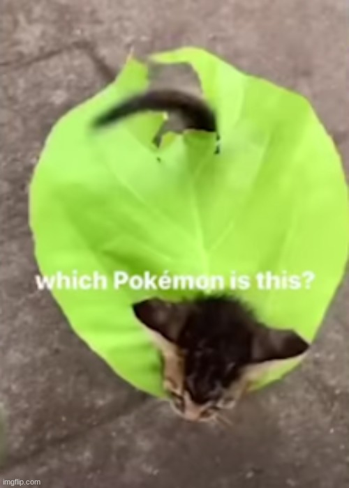 does anyone know what pokemon this is? | image tagged in cat,bag,pokemon | made w/ Imgflip meme maker