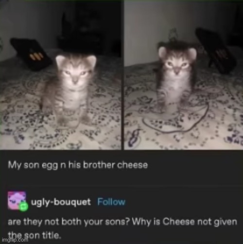 Cheese should earn the title son | image tagged in cheese | made w/ Imgflip meme maker
