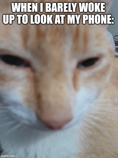 Me waking up be like: | WHEN I BARELY WOKE UP TO LOOK AT MY PHONE: | image tagged in high cat,silly | made w/ Imgflip meme maker