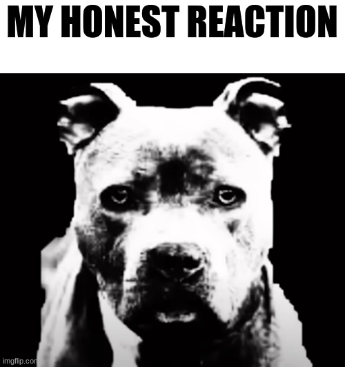 ... | MY HONEST REACTION | image tagged in staring dog,dog,child eater | made w/ Imgflip meme maker