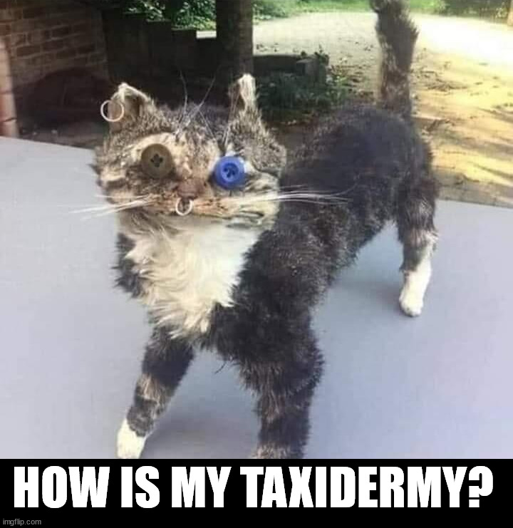 HOW IS MY TAXIDERMY? | image tagged in cursed image | made w/ Imgflip meme maker