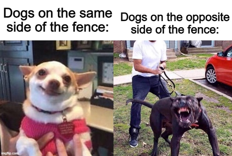 The dog on the other side will act so vicious and scary :P | Dogs on the same side of the fence:; Dogs on the opposite side of the fence: | image tagged in vicious dog | made w/ Imgflip meme maker