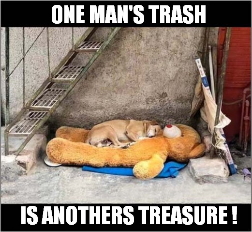 An Apt Saying ! | ONE MAN'S TRASH; IS ANOTHERS TREASURE ! | image tagged in dogs,teddy bear,sleeping,sayings | made w/ Imgflip meme maker