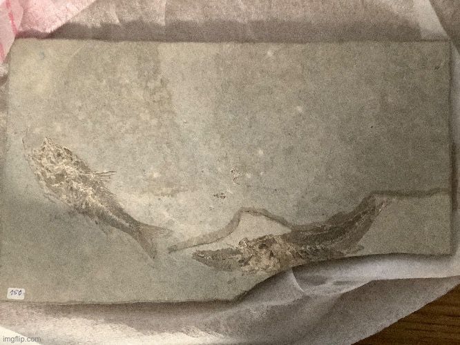 Real fish fossil | image tagged in fish,photo | made w/ Imgflip meme maker