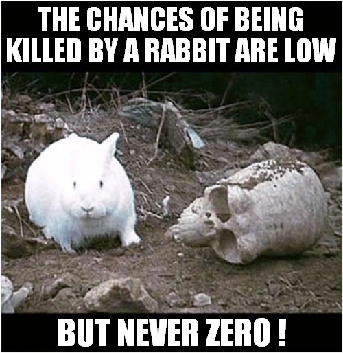 Killer Rabbit On The Loose ! | THE CHANCES OF BEING KILLED BY A RABBIT ARE LOW; BUT NEVER ZERO ! | image tagged in killer,rabbit,monty python and the holy grail,dark humour | made w/ Imgflip meme maker