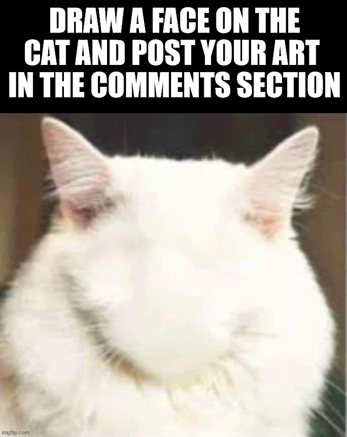 Let's have some fun | DRAW A FACE ON THE CAT AND POST YOUR ART 
IN THE COMMENTS SECTION | image tagged in cats,drawings,artist | made w/ Imgflip meme maker