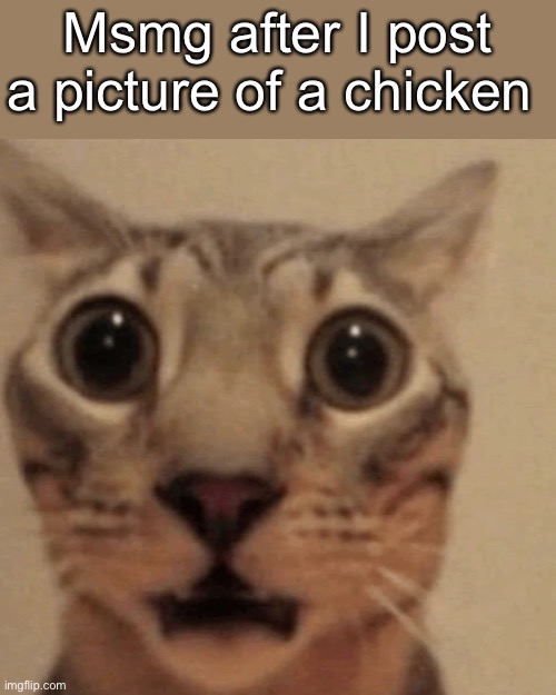 flabbergasted cat | Msmg after I post a picture of a chicken | image tagged in flabbergasted cat | made w/ Imgflip meme maker
