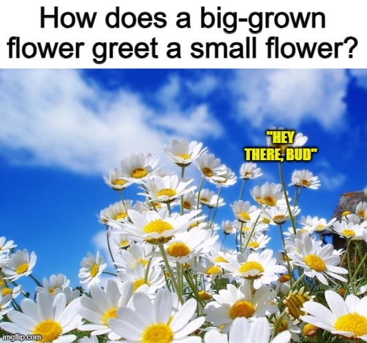 This one will surely make you roll your eyes :) | How does a big-grown flower greet a small flower? "HEY THERE, BUD" | image tagged in spring daisy flowers | made w/ Imgflip meme maker