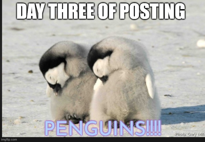 Penguins :) | DAY THREE OF POSTING; PENGUINS!!!! | image tagged in penguins | made w/ Imgflip meme maker