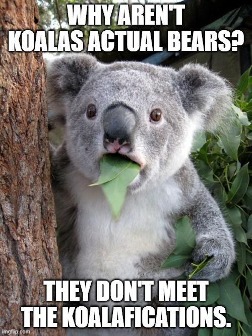 Daily Bad Dad Joke June 15, 2023 | WHY AREN'T KOALAS ACTUAL BEARS? THEY DON'T MEET THE KOALAFICATIONS. | image tagged in memes,surprised koala | made w/ Imgflip meme maker