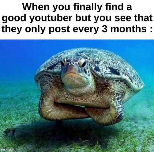 Certified bruh moment | When you finally find a good youtuber but you see that they only post every 3 months : | image tagged in memes,funny,relatable,turtle,youtuber,front page plz | made w/ Imgflip meme maker