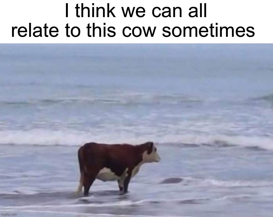 He seems sad | I think we can all relate to this cow sometimes | image tagged in memes,funny,sad,relatable memes,true story,cow | made w/ Imgflip meme maker