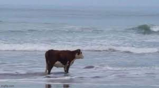 Lonely cow | image tagged in lonely cow | made w/ Imgflip meme maker