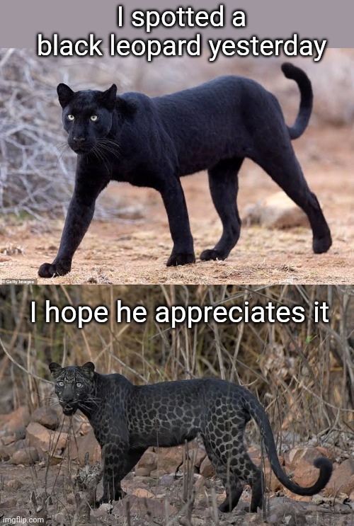 Spotted the Leopard | I spotted a black leopard yesterday; I hope he appreciates it | image tagged in spot the difference,leopard,puns | made w/ Imgflip meme maker