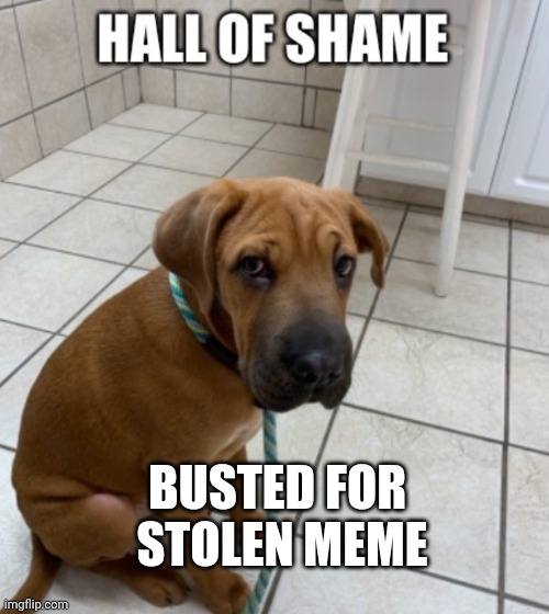 Meme Thief | BUSTED FOR 
STOLEN MEME | image tagged in funny meme,dog | made w/ Imgflip meme maker
