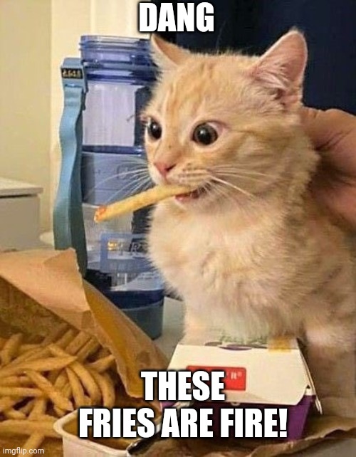 CAT LIKES THE FRIES | DANG; THESE FRIES ARE FIRE! | image tagged in cats,funny cats | made w/ Imgflip meme maker