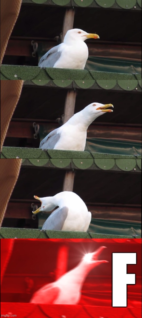 F | image tagged in memes,inhaling seagull | made w/ Imgflip meme maker