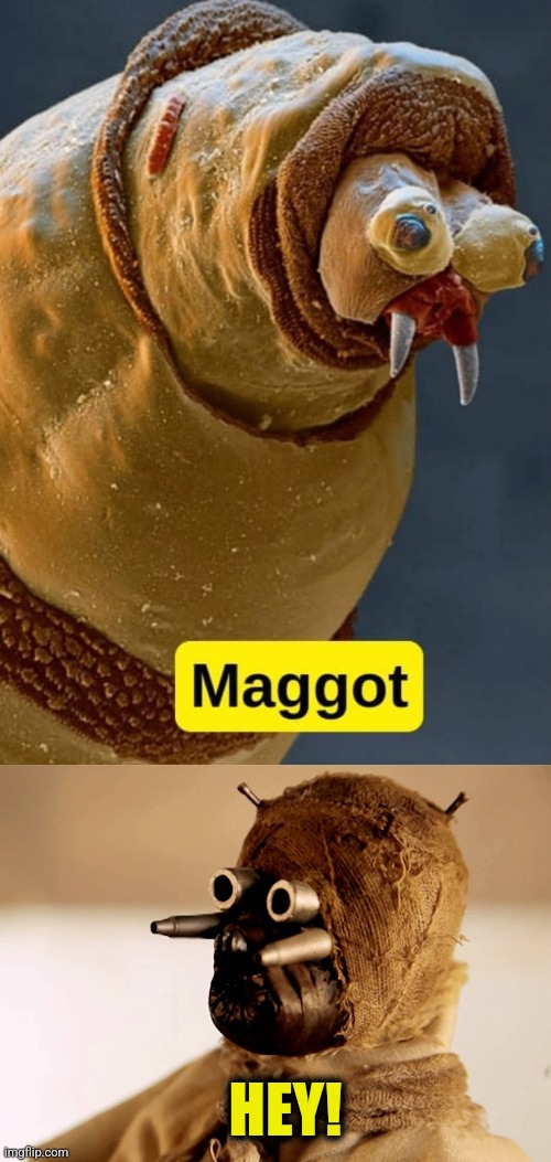 Sand Maggot | HEY! | image tagged in star wars sand people,maggot,star wars,tusken raider,magnified,photography | made w/ Imgflip meme maker